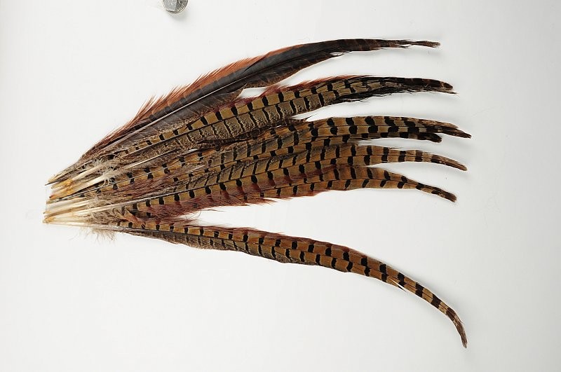 Pheasant Feather 16"