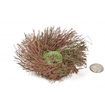 Nest Brown Twig/Moss/Grass 4"