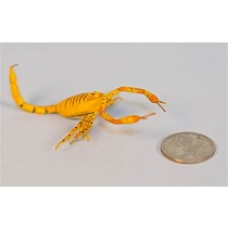 Scorpion Orange/Brown 2.5"
