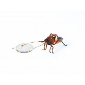 Beetle Longhorn 1.25"