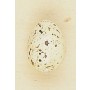 Egg Cream Speckled 0.75"