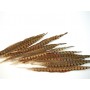 Pheasant Feather 14"