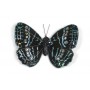 Butterfly Black w/Blue Glit 3"